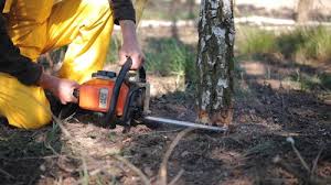 Best Tree Disease Treatment  in Port Barre, LA